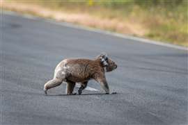 A koala crosses a road. Image: Adobe Stock