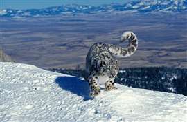 An endangered snow leopard. Image: Adobe Stock