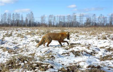 Wildlife has flourished in the area around Chernobyl
